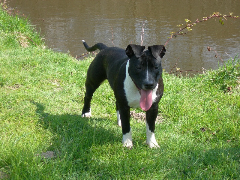 Amstaff Attitude E'little rascal elfy