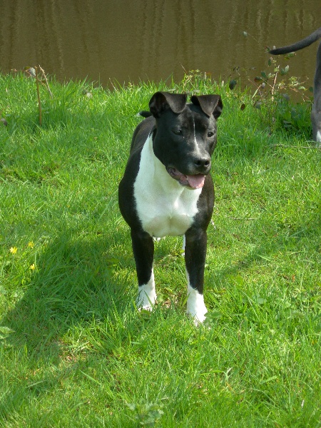 Amstaff Attitude E'little rascal elfy