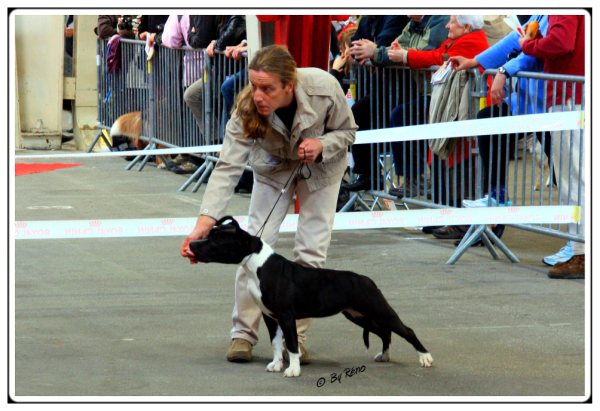 Amstaff Attitude E'little rascal elfy