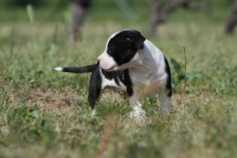 Flake amstaff  attitude de la Griffe du Dragon