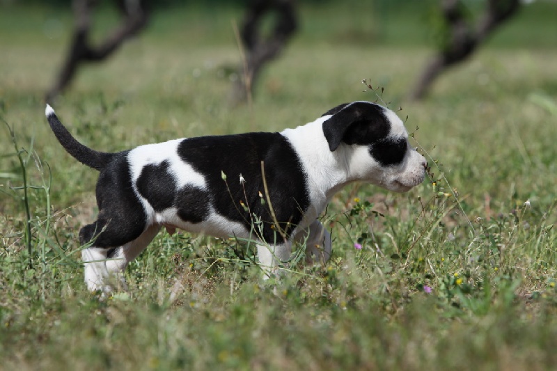 Flake amstaff  attitude de la Griffe du Dragon