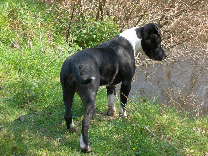 Amstaff Attitude E'little rascal elfy