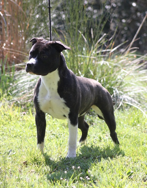 Amstaff Attitude Hetik