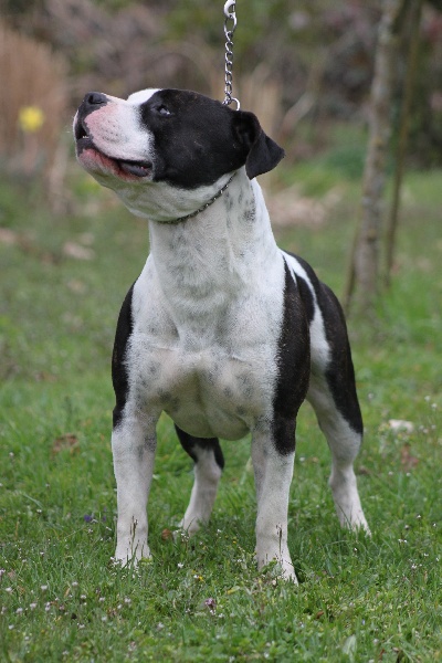 Flake amstaff  attitude de la Griffe du Dragon