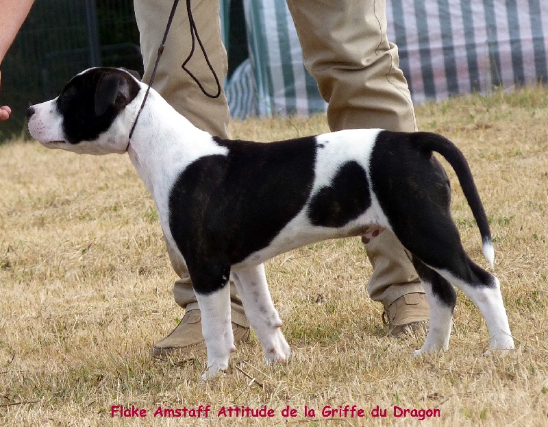 Flake amstaff  attitude de la Griffe du Dragon