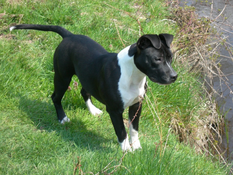 Amstaff Attitude E'little rascal elfy