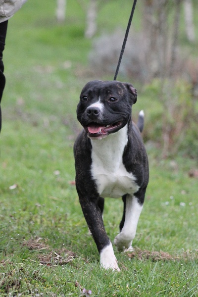 Amstaff Attitude Hetik