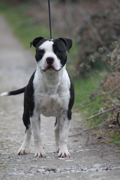 Flake amstaff  attitude de la Griffe du Dragon