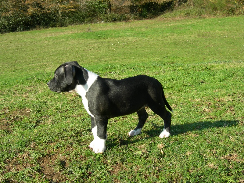 Amstaff Attitude E'little rascal elfy