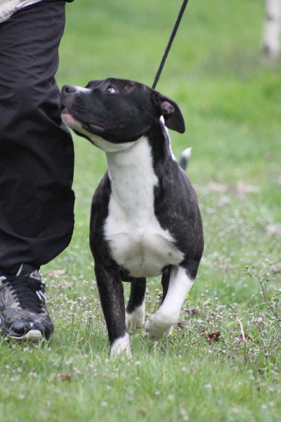 Amstaff Attitude Hetik