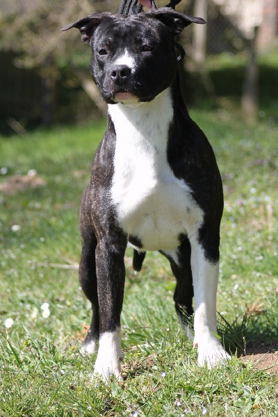 Amstaff Attitude Hetik