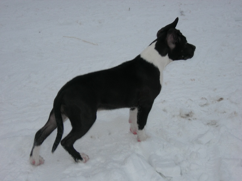 Amstaff Attitude E'little rascal elfy