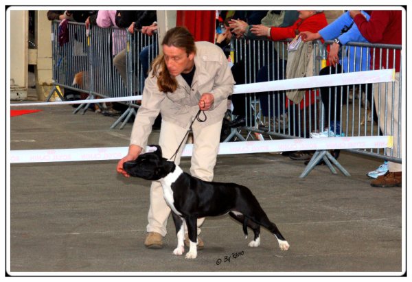 Amstaff Attitude E'little rascal elfy