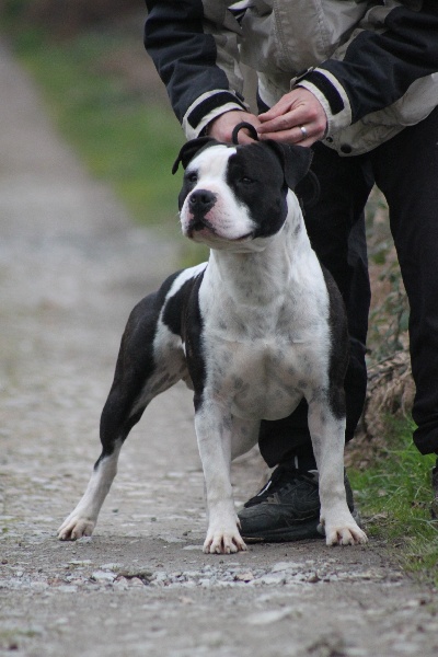 Flake amstaff  attitude de la Griffe du Dragon