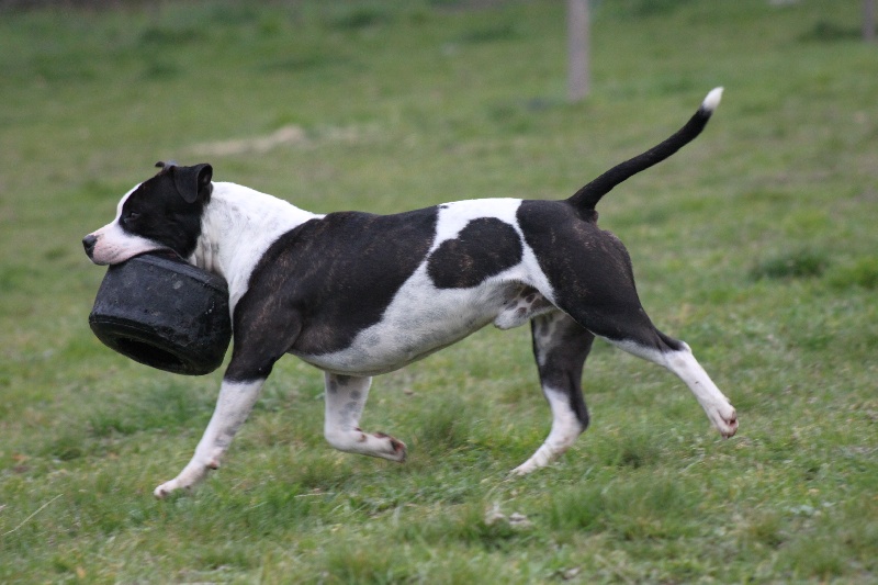 Flake amstaff  attitude de la Griffe du Dragon