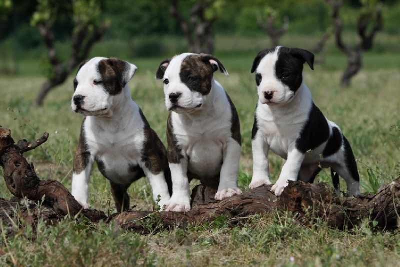 Flake amstaff  attitude de la Griffe du Dragon