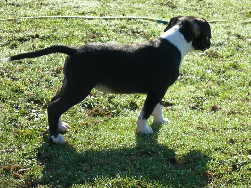 Amstaff Attitude E'little rascal elfy