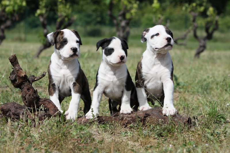 Flake amstaff  attitude de la Griffe du Dragon