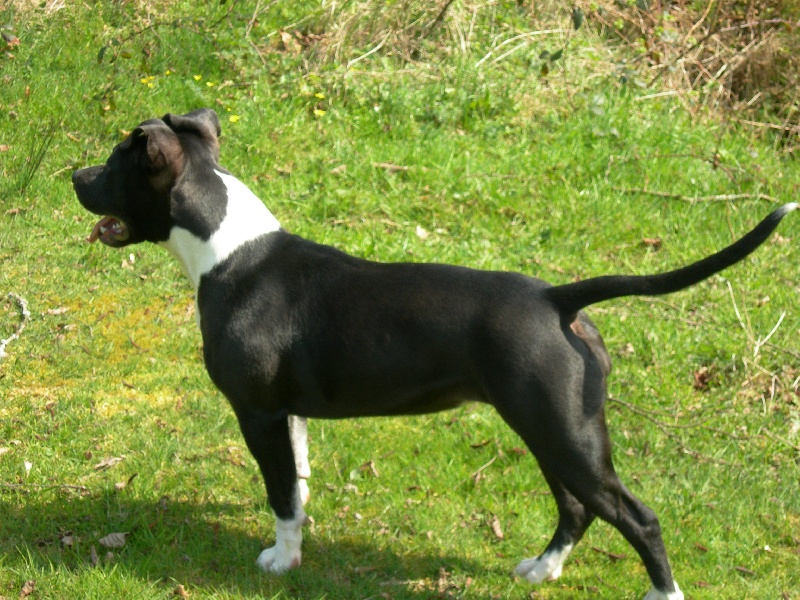 Amstaff Attitude E'little rascal elfy