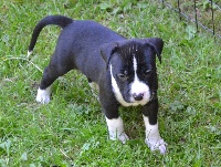 CHIOT MALE 2 HOOK