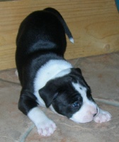 Amstaff Attitude First Time Eron black