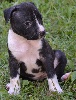 CHIOT FEMELLE 6 HERMINE