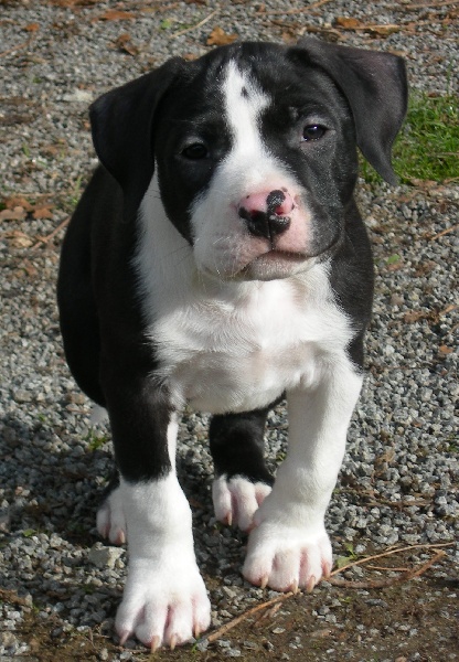 Amstaff Attitude E'First Time Eron Black