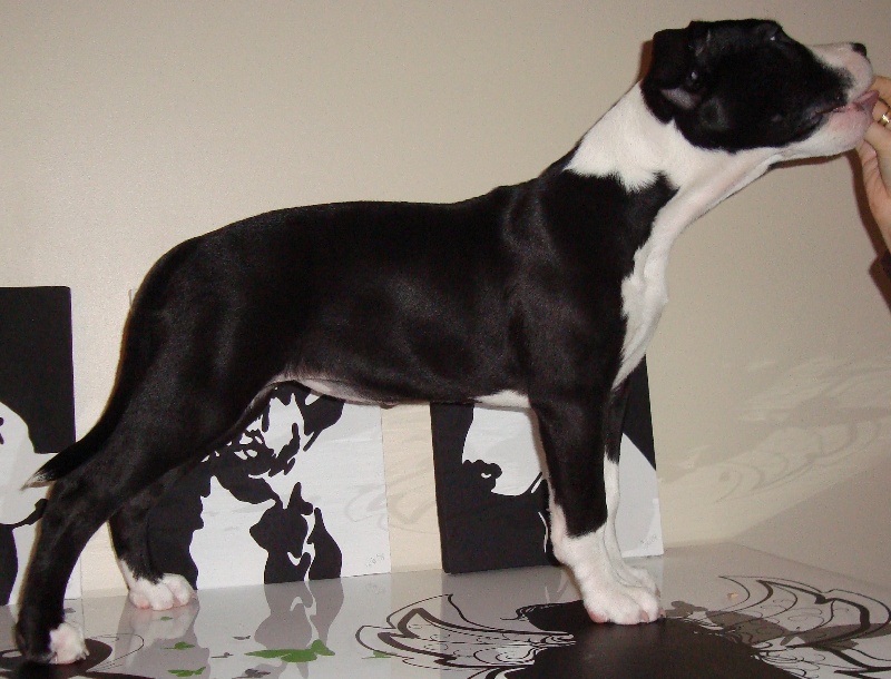 Amstaff Attitude E'First Lady Eanes