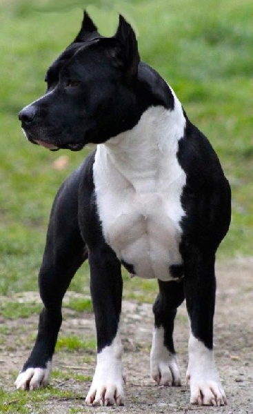 Amstaff Attitude E'little rascal elfy