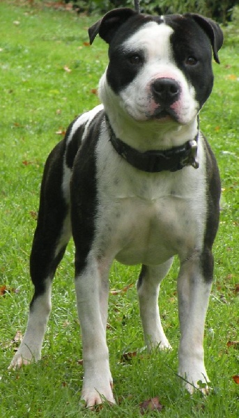 Flake amstaff attitude de la Griffe du Dragon