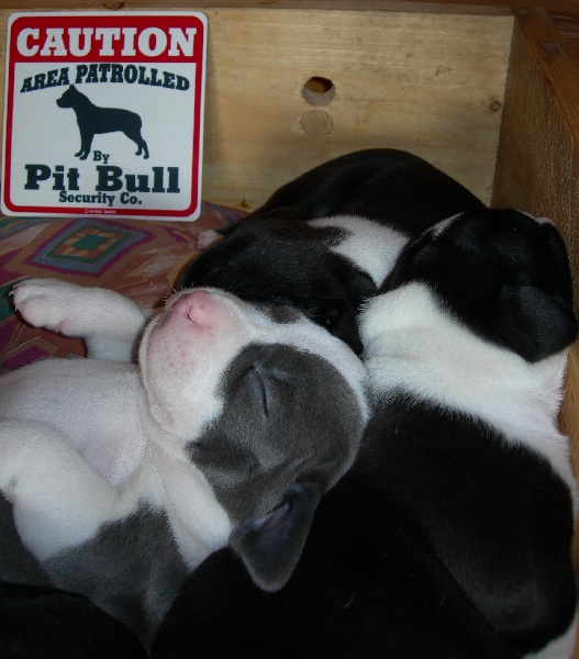  Chiots  Anouk x Iron 