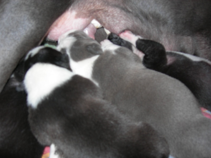Chiot American Staffordshire Terrier Amstaff Attitude
